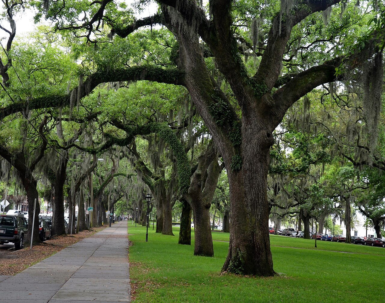 Moss-draped live oaks beside a walkway in Thomas Square, Savannah